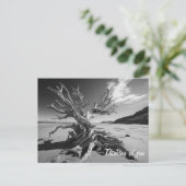 Driftwood-Baumstamm B&W-Foto Postkarte (Stehend Vorderseite)