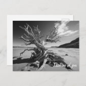 Driftwood-Baumstamm B&W-Foto Postkarte (Vorne/Hinten)