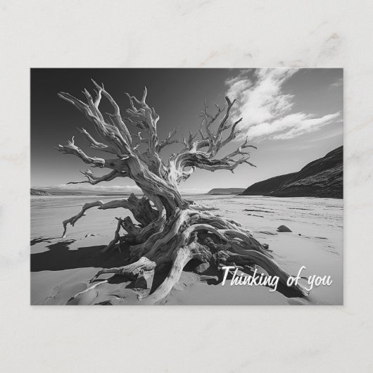 Driftwood-Baumstamm B&W-Foto Postkarte (Vorderseite)