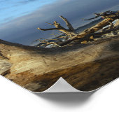 Driftwood Beach auf Jekyll Island Georgia Poster (Ecke)