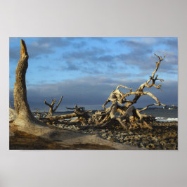 Driftwood Beach auf Jekyll Island Georgia Poster