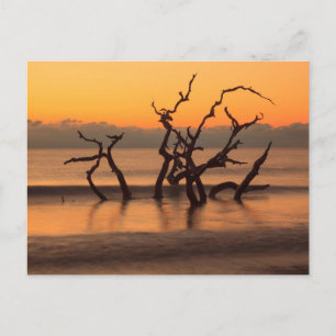 Driftwood Beach auf Sunrise Jekyll Island Georgia Postkarte