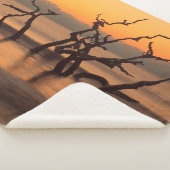 Driftwood Beach auf Sunrise Jekyll Island Georgia Sherpadecke (3/4)