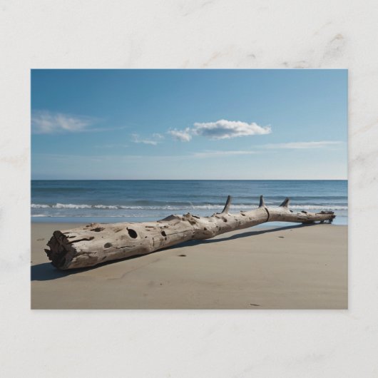 Driftwood Beach Feiertagspostkarte (Vorderseite)