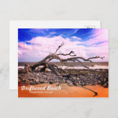 Driftwood Beach Jekyll Island Georgia Postcard Postkarte (Vorne/Hinten)