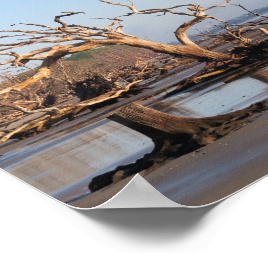 Driftwood Beach Poster (Ecke)