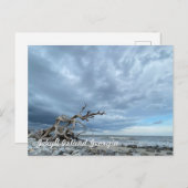 Driftwood Beach Postkarte (Vorne/Hinten)