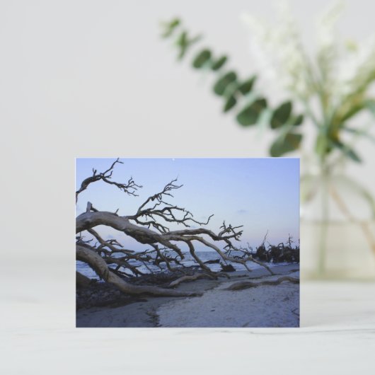 Driftwood Beach Postkarte (Stehend Vorderseite)