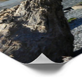 Driftwood Coast Beach Nature Foto Poster (Ecke)