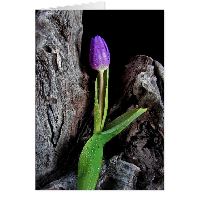 Driftwood-Design (Vorne)