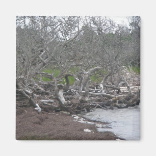 Driftwood & Eel Grass Soundside OBX Magnet