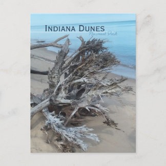 Driftwood Indiana Dunes National Park Magnet Postkarte