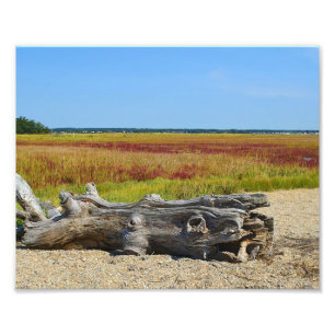 Driftwood Marsh Foto Print