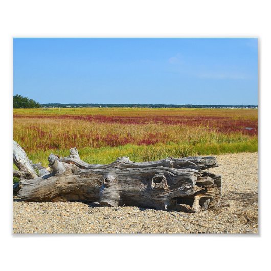 Driftwood Marsh Foto Print (Vorne)
