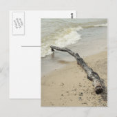 Driftwood-Postkarte Postkarte (Vorne/Hinten)