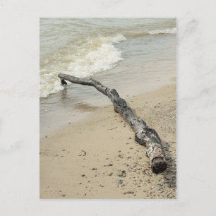 Driftwood-Postkarte Postkarte