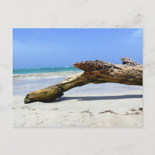 Driftwood-Postkarte Postkarte (Vorderseite)