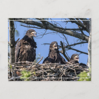 Drillinge Postkarte