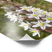 Drimia Maritima oder Island Zwiebelkunst Fotodruck (Ecke)