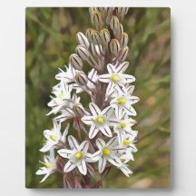 Drimia Maritima oder Island Zwiebelkunst