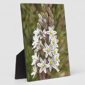 Drimia Maritima oder Island Zwiebelkunst Fotoplatte (Seite)