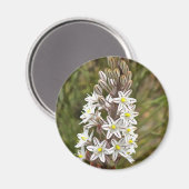 Drimia Maritima oder Island Zwiebelkunst Magnet (Vorderseite/Rückseite)