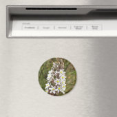 Drimia Maritima oder Island Zwiebelkunst Magnet (In Situ (Geschirrspüler))