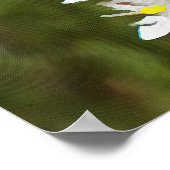 Drimia Maritima oder Island Zwiebelkunst Poster (Ecke)