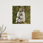 Drimia Maritima oder Island Zwiebelkunst Poster (Küche)