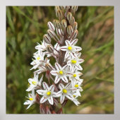 Drimia Maritima oder Island Zwiebelkunst Poster (Vorne)