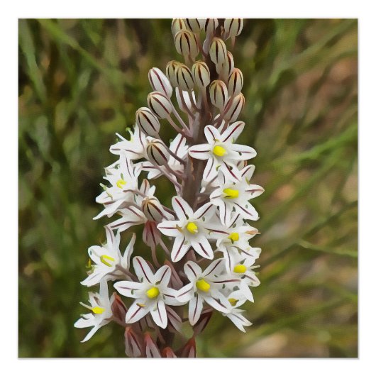Drimia Maritima oder Island Zwiebelkunst Poster (Vorderseite)