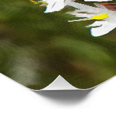 Drimia Maritima oder Island Zwiebelkunst Poster (Ecke)