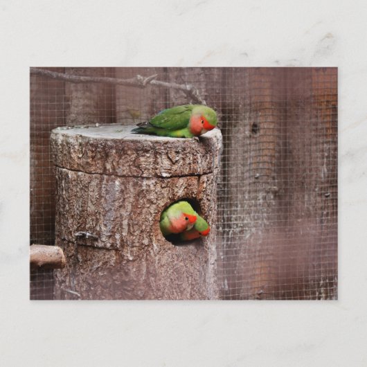 Dritte Lovebird-Postkarte Postkarte (Vorderseite)