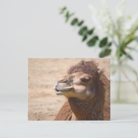 Dromedar Kamel - Postkarte (Stehend Vorderseite)