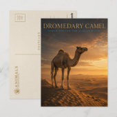 Dromedar-Kamel-Wüsten-Dünen TIERE Postkarte (Vorne/Hinten)