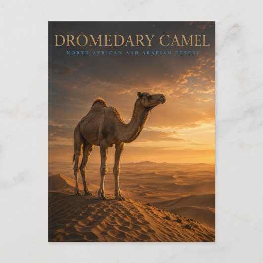 Dromedar-Kamel-Wüsten-Dünen TIERE Postkarte (Vorderseite)