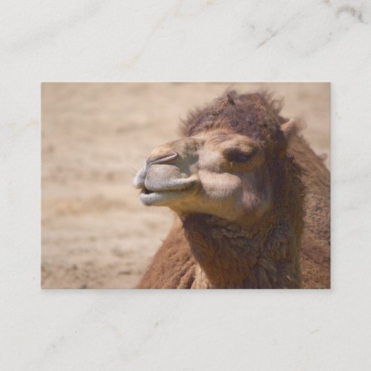 Dromedar - Visitenkarte (Vorderseite)