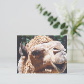 Dromedary One Hump Camel Face geschlossen Postkarte (Stehend Vorderseite)