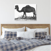 Dromedary, von "Historial Animalium" Leinwanddruck (Insitu (Schlafzimmer))