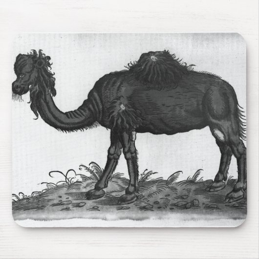 Dromedary, von 'Historial Animalium Mousepad (Vorne)