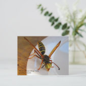 Drone (P. fuscatus) Postkarte (Stehend Vorderseite)