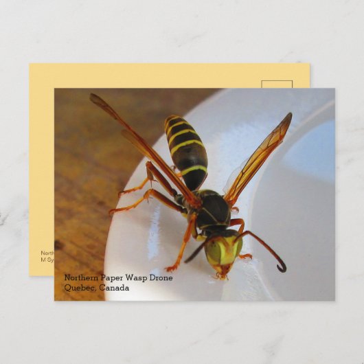 Drone (P. fuscatus) Postkarte (Vorne/Hinten)