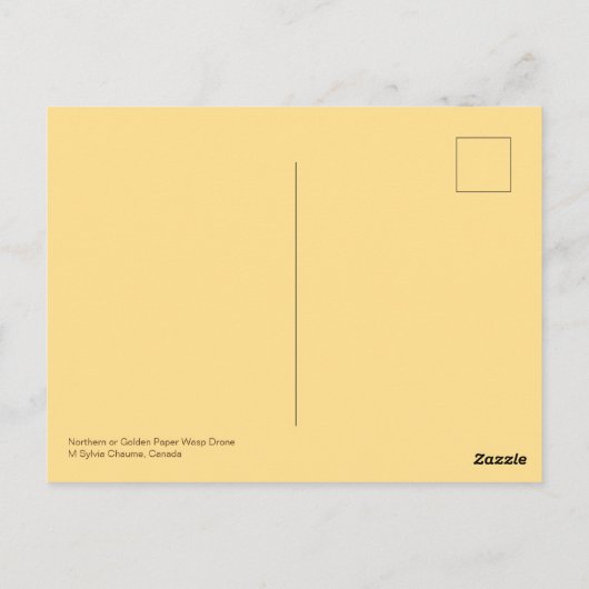 Drone (P. fuscatus) Postkarte (Rückseite)