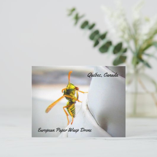 Drone (Polistes dominula) Postkarte (Stehend Vorderseite)