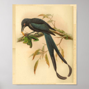 Drongo aus New Ireland Blaue Vintage-Katz-Vogel-Dr Poster