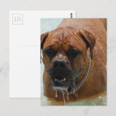 Drooling Bordeaux Mastiff Postkarte (Vorne/Hinten)