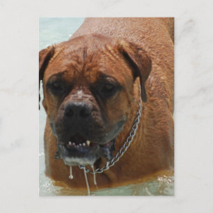 Drooling Bordeaux Mastiff Postkarte