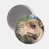 Drooling Camel Magnet (Vorderseite/Rückseite)