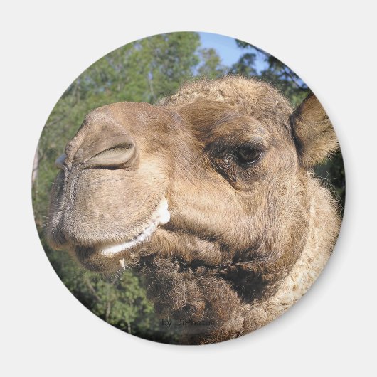 Drooling Camel Magnet (Vorne)