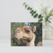 Drooling Camel Postcard Postkarte (Stehend Vorderseite)